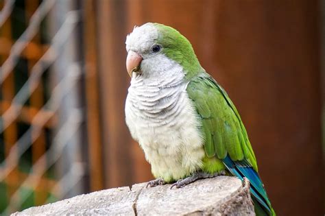 Discover the Fascinating World of Quaker Parrots: A Comprehensive Guide